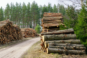Large piles of felled pine logs piled up on the edge of a forest road, pinewood raw material - obrazy, fototapety, plakaty