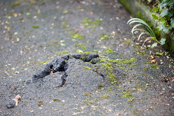 asphalt broken up by tree roots covered by moss