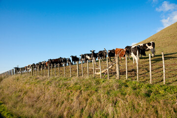 Herd of cattle near fence with blue sky and green hill