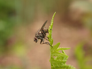 The common tiger fly (Coenosia tigrina), also known as hunter fly  or killer fly, female resting on a fern leaf 