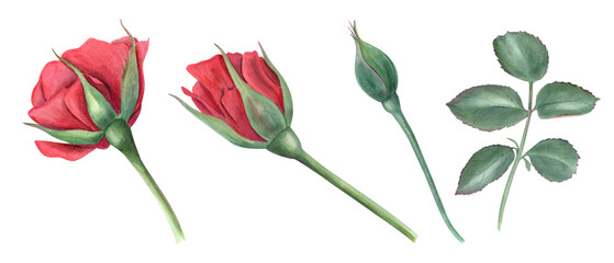 Rose flowers at different stages of blooming. Garden plant. Red Roses, bud and Green leaves....