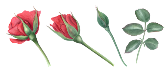 Rose flowers at different stages of blooming. Garden plant. Red Roses, bud and Green leaves. Watercolor illustration for wedding greeting design, birthday cards