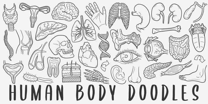 Human Body Doodle Icons Black and White Line Art. Anatomy Clipart Hand Drawn Symbol Design.
