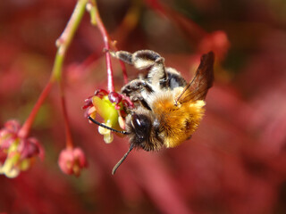 Grey-patched mining bee (Andrena nitida), female feeding on red Japanese maple