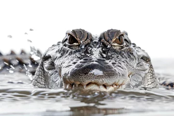 Poster A crocodile stalking its prey in water © Veniamin Kraskov