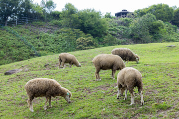 Flock of sheep on green grass in Taiwan Qingjing Farm