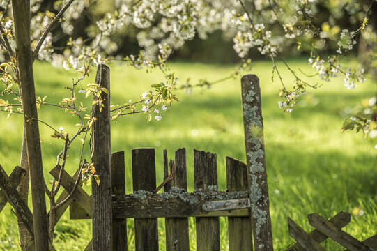 Baumbl&uuml;ten an marodem Gartentor vor unscharfer Wiese