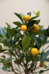 Calamondin Limes small decorative tree grow in home.