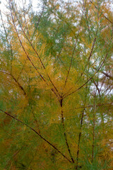 autumn day in a clearing with dried vegetation, windy weather, morning, panorama of the area