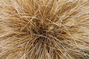 autumn day in a clearing with dried vegetation, windy weather, morning, panorama of the area