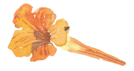 Single orange flower. Blooming nasturtium bud. Yellow blossom. Hand drawn watercolor painting. Isolated on white background.