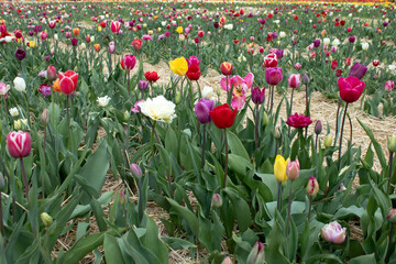 Bright colorful tulips in a sunny meadow with blurry background