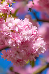 Beautiful pink flowers of Prunus serrulata. Japanese cherry.