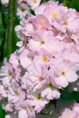 Beautiful pink flowers of Prunus serrulata. Japanese cherry.