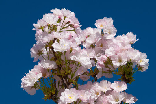 Beautiful pink flowers of Prunus serrulata. Japanese cherry.