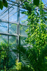 Green thickets in a greenhouse in a botanical garden.