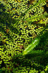 Aquatic plants. Beautiful natural green background. Salvinia natans