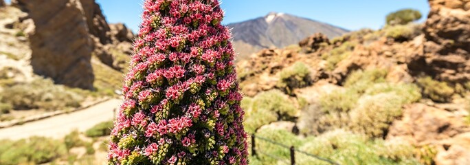 Tenerife's Teide with Tajinaste Flower: 4K Image, Canary Islands
