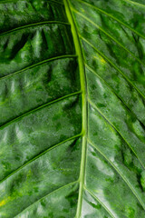 Green leaf of Alocasia brisbanensis, close-up.