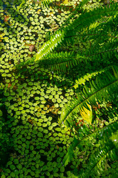 Aquatic plants. Beautiful natural green background. Salvinia natans
