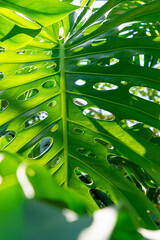 Beautiful large green leaf of Monstera deliciosa, close-up. © K. Yeudakimava