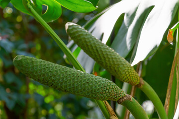 Fruits of Monstera deliciosa, close-up. © bykot