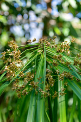 Cyperus alternifolius, the umbrella papyrus