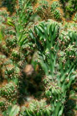 Cactus, close-up. Green natural background with cactus spines. Cereus hildmannianus.