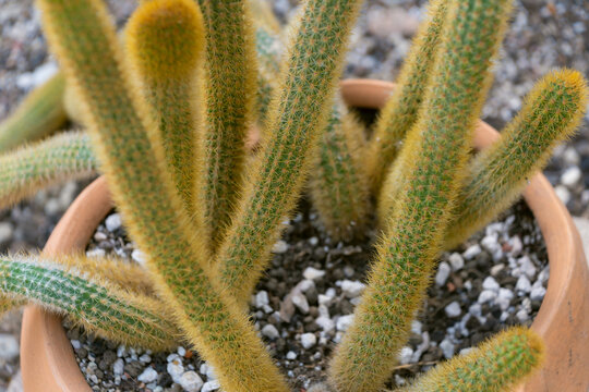 An unusually shaped cactus in a pot. Cleistocactus winteri.