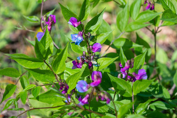 Beautiful small purple flowers of Lathyrus vernus.