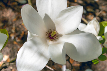 Beautiful large white flowers of Magnolia denudata, close-up.