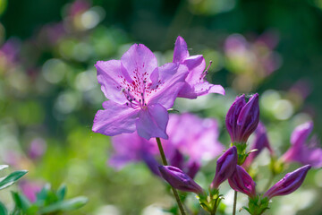 Purple Rhododendron wadanum flowers in the garden.