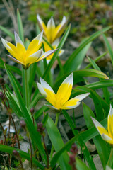Beautiful yellow flowers of Tulipa urumiensis.