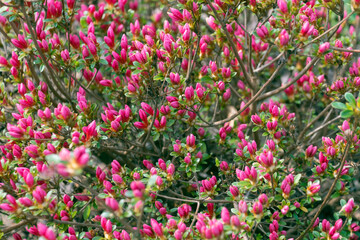Fototapeta premium Small pink buds of Rhododendron simsii flowers.