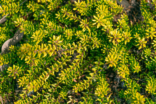 Empetrum nigrum, crowberry, black crowberry. Green plant natural background.