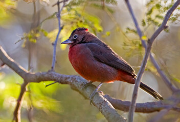 Red-crested Finch among the branches of a backlit tree