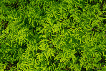 Green natural grass background. Gymnocarpium dryopteris