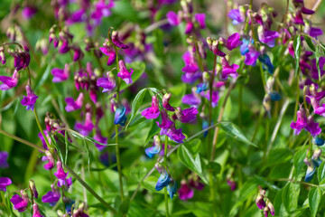 Beautiful small purple flowers of Lathyrus vernus.