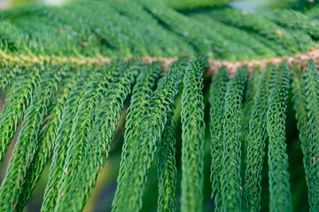 Green branch of a coniferous tree. Araucaria columnaris.