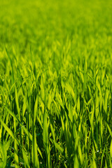 Bright green grass in a field, close-up.