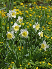 Fototapeta premium Flowering garden. Slim Whitman Large Cupped Daffodil in spring