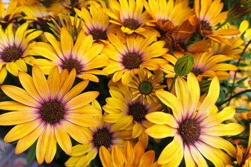 Colorful gold and purple flowers of an African Daisy plant (Osteospermum)