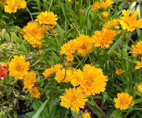 Golden flowers of 'Double the Sun' coreopsis  plant (tickseed)