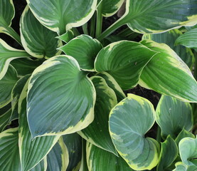 Green and cream variegated leaves of a hosta plant (Plantain Lily)