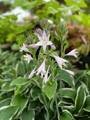 Light lilac flowers of a hosta with variegated leaves (Plantain Lily)