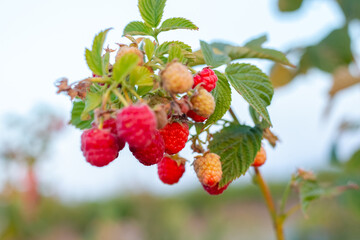 A branch with ripe red berries of raspberries. Growing and caring for the berry in the garden.