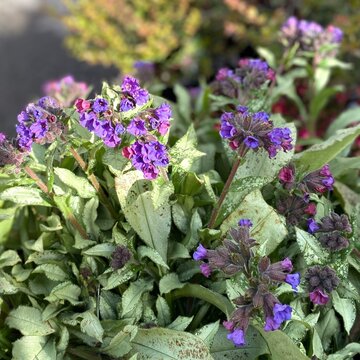 Spring-blooming flowers of pulmonaria 'Diana Clare' (lungwort)