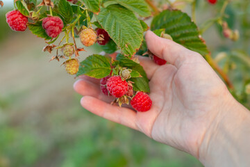 The woman collects ripe raspberries in the garden. Growing berries and fruits.