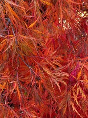 Vivid red, orange, and yellow dissected foliage of weeping Acer palmatum dissectum 'Viridis' Japanese maple in autumn