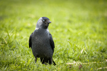Western jackdaw stands on green grass and looks right toward the camera lens. Close-up portrait of a jackdaw with green background with copyspace.